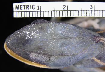 Media type: image; Herpetology R-6712